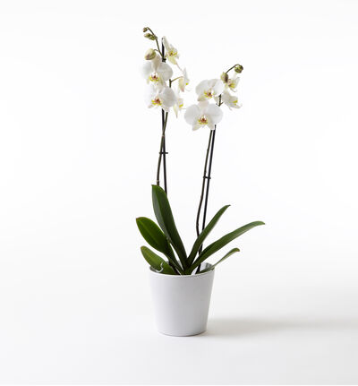 Hvit orkidé i hvit potte 